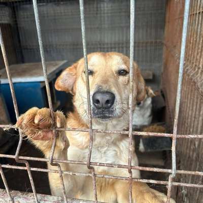 Tierschutzhunde suchen ein Zuhause-Beitrag-Bild