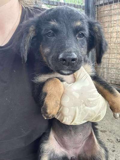 Tierschutzhunde suchen ein Zuhause-Beitrag-Bild