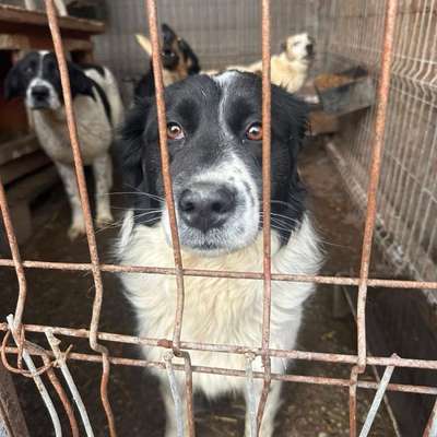 Tierschutzhunde suchen ein Zuhause-Beitrag-Bild