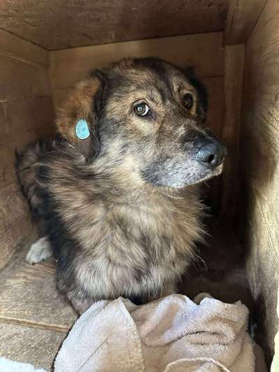 Tierschutzhunde suchen ein Zuhause-Beitrag-Bild