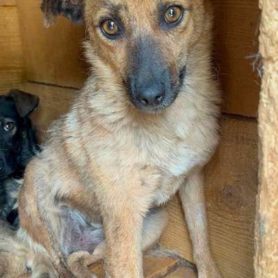 Tierschutzhunde suchen ein Zuhause-Beitrag-Bild