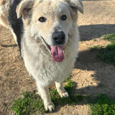 Tierschutzhunde suchen ein Zuhause-Beitrag-Bild