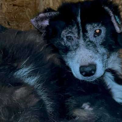 Tierschutzhunde suchen ein Zuhause-Beitrag-Bild
