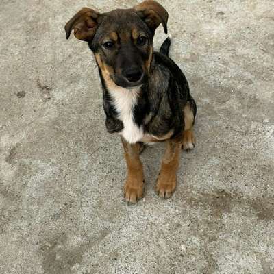 Tierschutzhunde suchen ein Zuhause-Beitrag-Bild