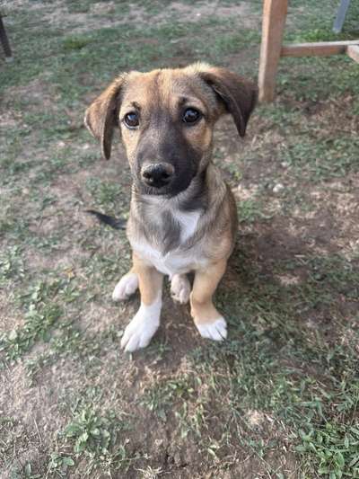 Tierschutzhunde suchen ein Zuhause-Beitrag-Bild