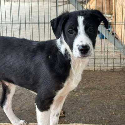 Tierschutzhunde suchen ein Zuhause-Beitrag-Bild