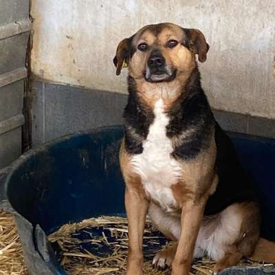 Tierschutzhunde suchen ein Zuhause-Beitrag-Bild