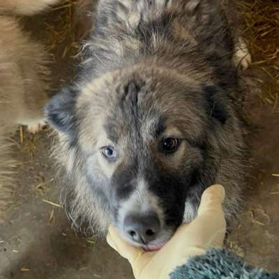 Tierschutzhunde suchen ein Zuhause-Beitrag-Bild