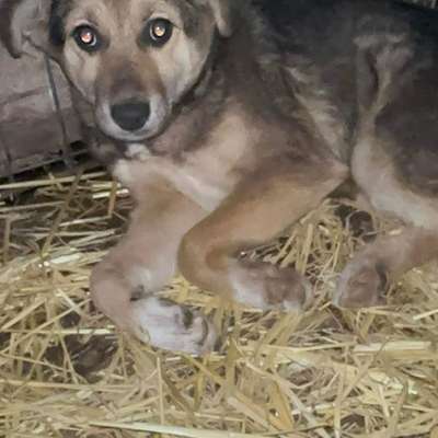 Tierschutzhunde suchen ein Zuhause-Beitrag-Bild