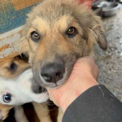 Tierschutzhunde suchen ein Zuhause-Beitrag-Bild