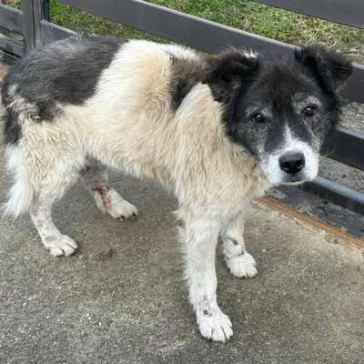 Tierschutzhunde suchen ein Zuhause-Beitrag-Bild