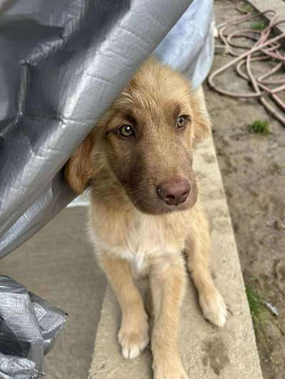 Tierschutzhunde suchen ein Zuhause-Beitrag-Bild