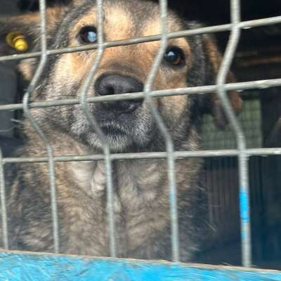 Tierschutzhunde suchen ein Zuhause-Beitrag-Bild