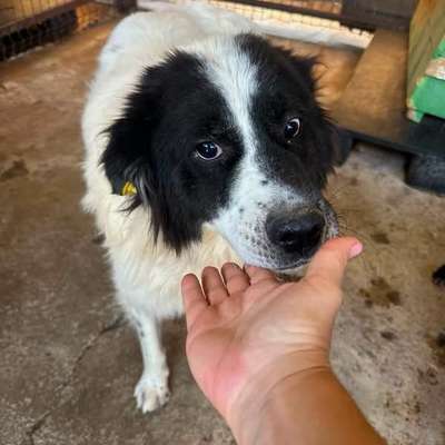Tierschutzhunde suchen ein Zuhause-Beitrag-Bild