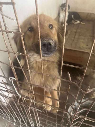 Tierschutzhunde suchen ein Zuhause-Beitrag-Bild