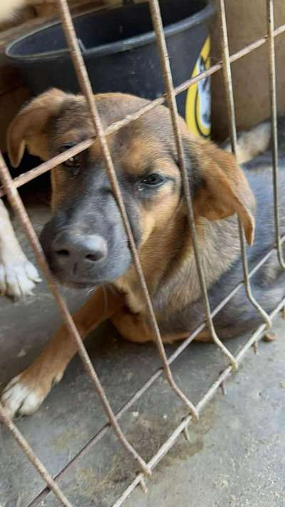 Tierschutzhunde suchen ein Zuhause-Beitrag-Bild