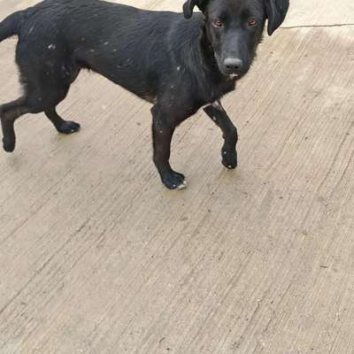 Tierschutzhunde suchen ein Zuhause-Beitrag-Bild