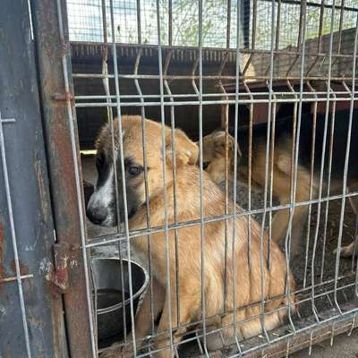 Tierschutzhunde suchen ein Zuhause-Beitrag-Bild