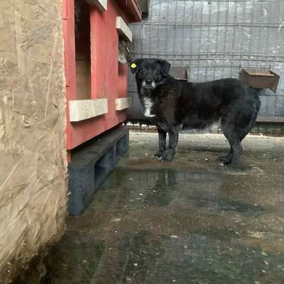 Tierschutzhunde suchen ein Zuhause-Beitrag-Bild