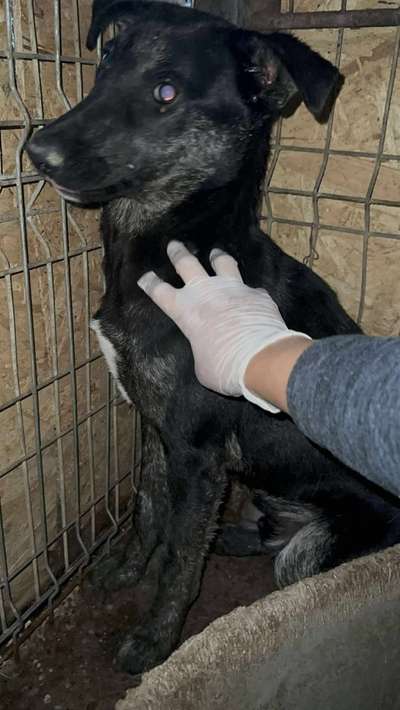 Tierschutzhunde suchen ein Zuhause-Beitrag-Bild