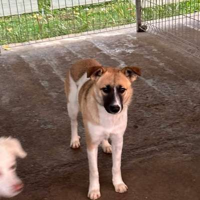 Tierschutzhunde suchen ein Zuhause-Beitrag-Bild