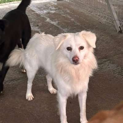 Tierschutzhunde suchen ein Zuhause-Beitrag-Bild