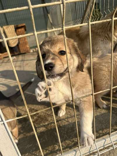 Tierschutzhunde suchen ein Zuhause-Beitrag-Bild