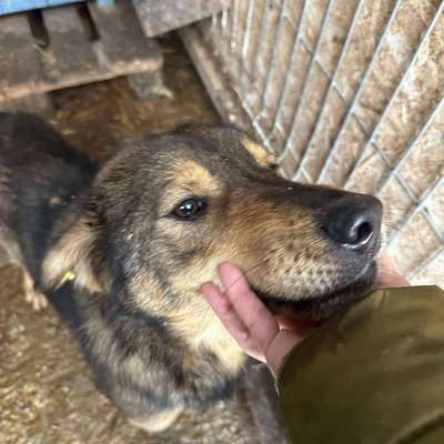 Tierschutzhunde suchen ein Zuhause-Beitrag-Bild