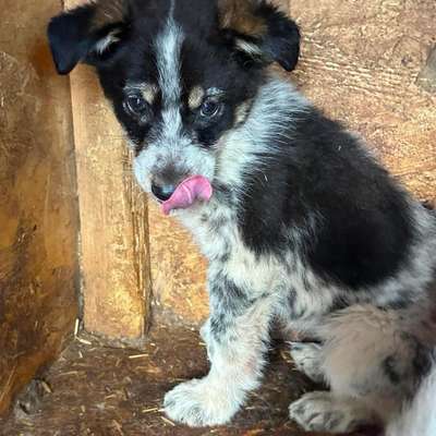 Tierschutzhunde suchen ein Zuhause-Beitrag-Bild