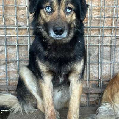 Tierschutzhunde suchen ein Zuhause-Beitrag-Bild