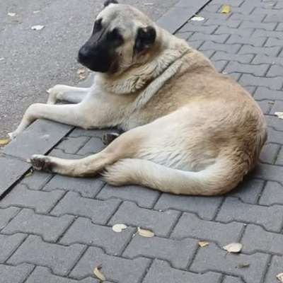 Tierschutzhunde suchen ein Zuhause-Beitrag-Bild