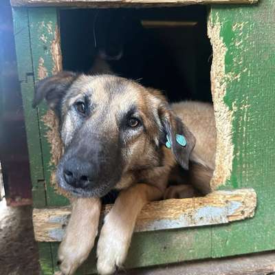 Tierschutzhunde suchen ein Zuhause-Beitrag-Bild