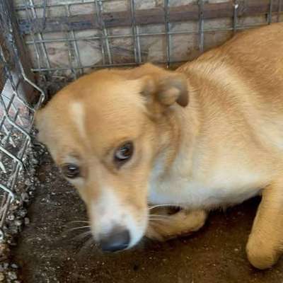 Tierschutzhunde suchen ein Zuhause-Beitrag-Bild