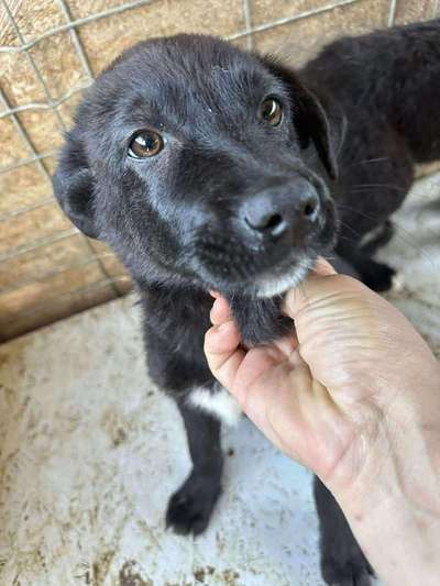 Tierschutzhunde suchen ein Zuhause-Beitrag-Bild