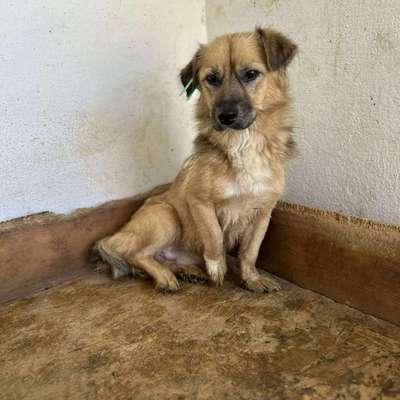 Tierschutzhunde suchen ein Zuhause-Beitrag-Bild