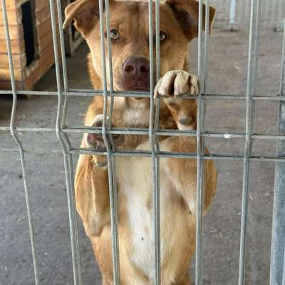 Tierschutzhunde suchen ein Zuhause-Beitrag-Bild