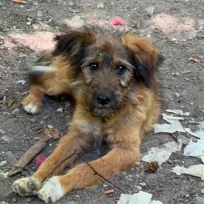 Tierschutzhunde suchen ein Zuhause-Beitrag-Bild