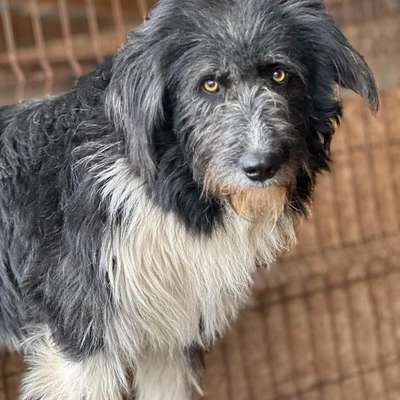Tierschutzhunde suchen ein Zuhause-Beitrag-Bild