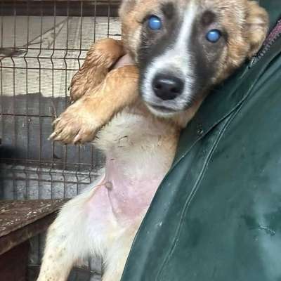 Tierschutzhunde suchen ein Zuhause-Beitrag-Bild