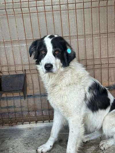 Tierschutzhunde suchen ein Zuhause-Beitrag-Bild