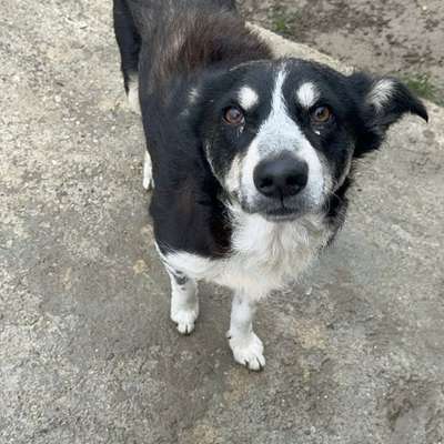 Tierschutzhunde suchen ein Zuhause-Beitrag-Bild