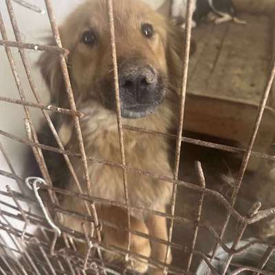 Tierschutzhunde suchen ein Zuhause-Beitrag-Bild