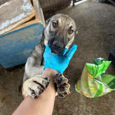 Tierschutzhunde suchen ein Zuhause-Beitrag-Bild