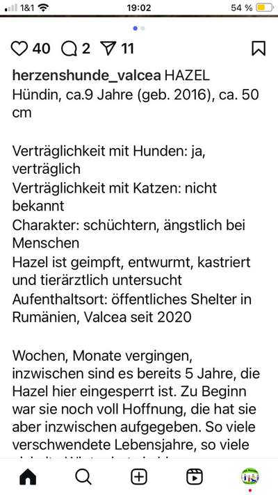 Tierschutzhunde suchen ein Zuhause-Beitrag-Bild