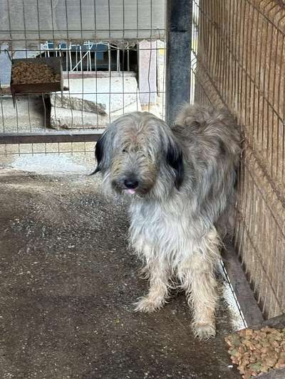 Tierschutzhunde suchen ein Zuhause-Beitrag-Bild