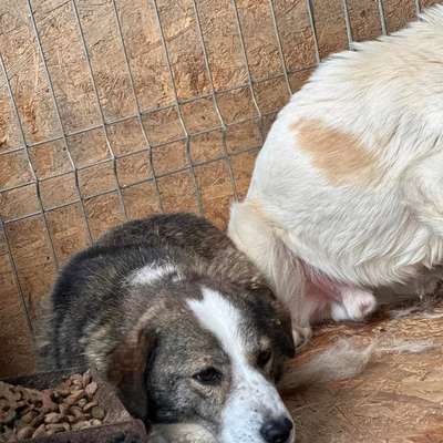 Tierschutzhunde suchen ein Zuhause-Beitrag-Bild