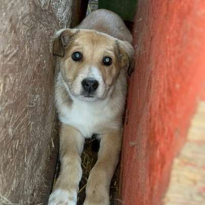 Tierschutzhunde suchen ein Zuhause-Beitrag-Bild