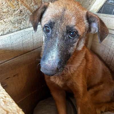 Tierschutzhunde suchen ein Zuhause-Beitrag-Bild