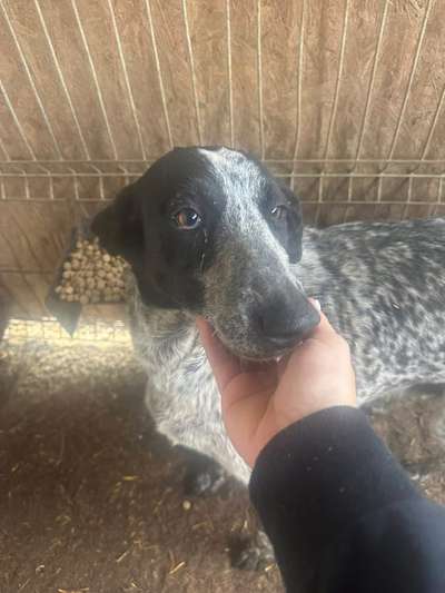 Tierschutzhunde suchen ein Zuhause-Beitrag-Bild