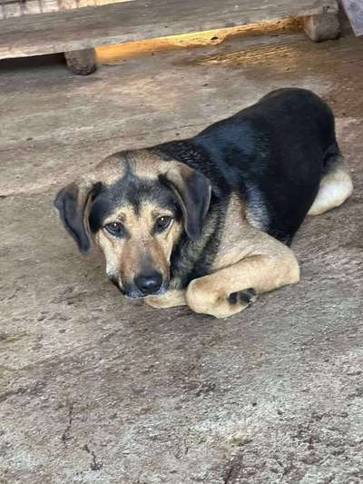 Tierschutzhunde suchen ein Zuhause-Beitrag-Bild